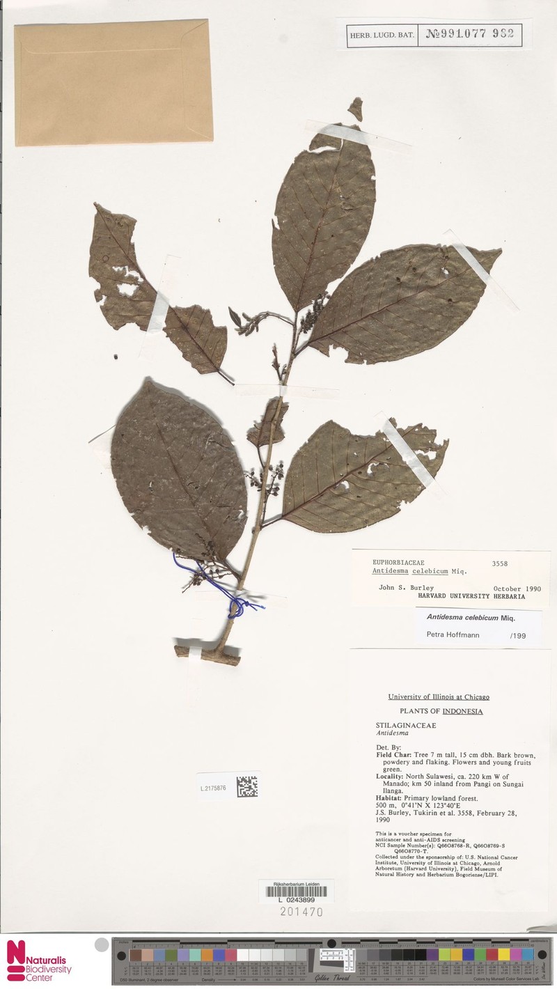 Antidesma celebicum photo 3