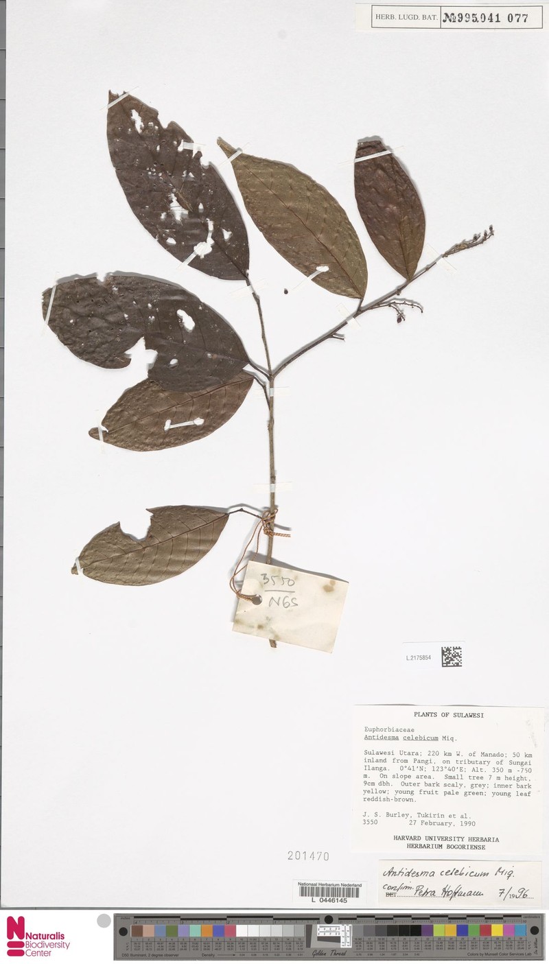 Antidesma celebicum photo 4