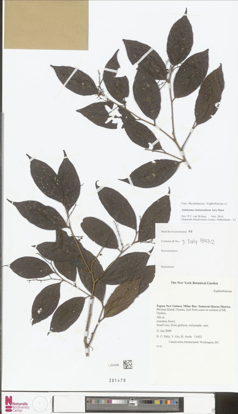 Antidesma chalaranthum