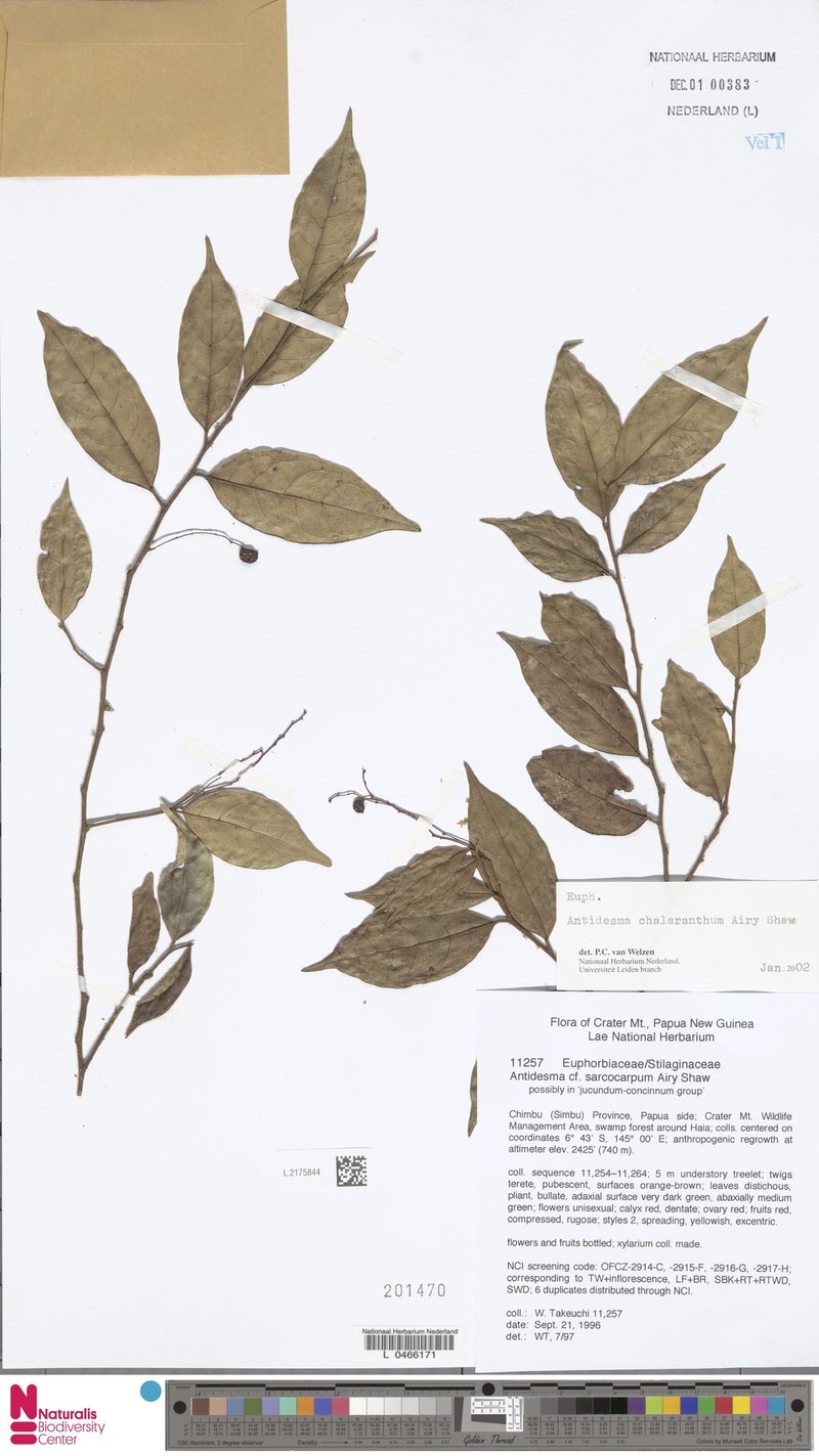 Antidesma chalaranthum photo 2
