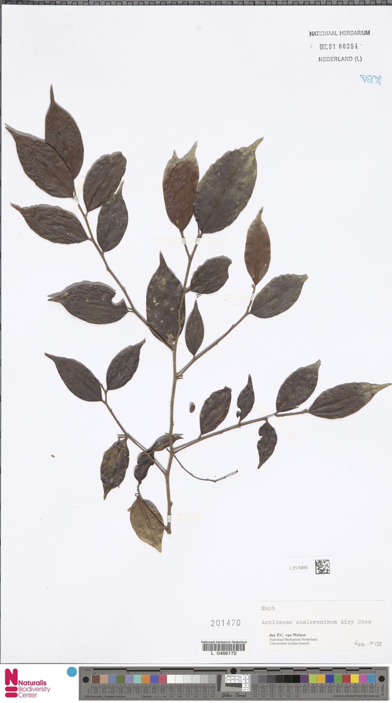 Antidesma chalaranthum photo 3