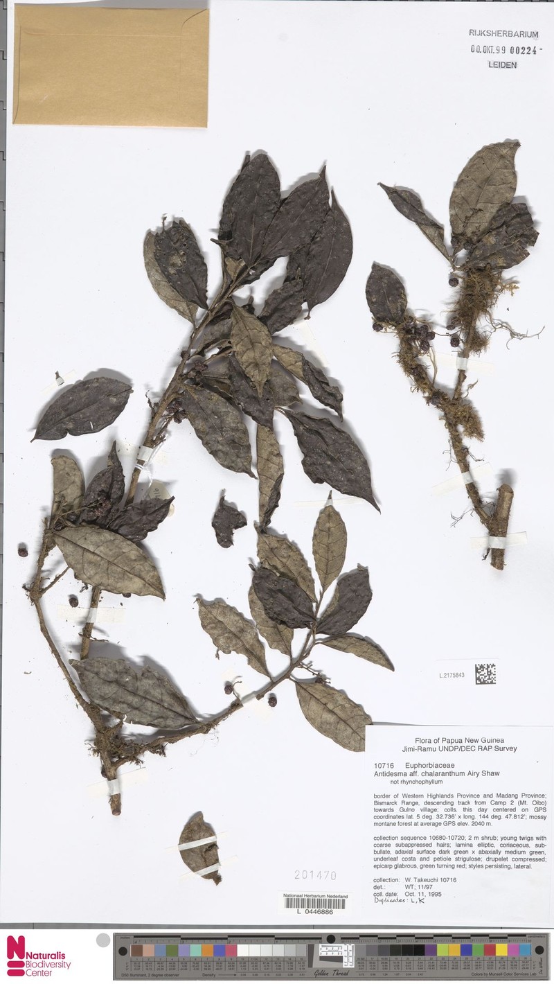 Antidesma chalaranthum photo 4