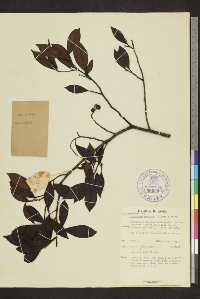 Antidesma comptum photo 2