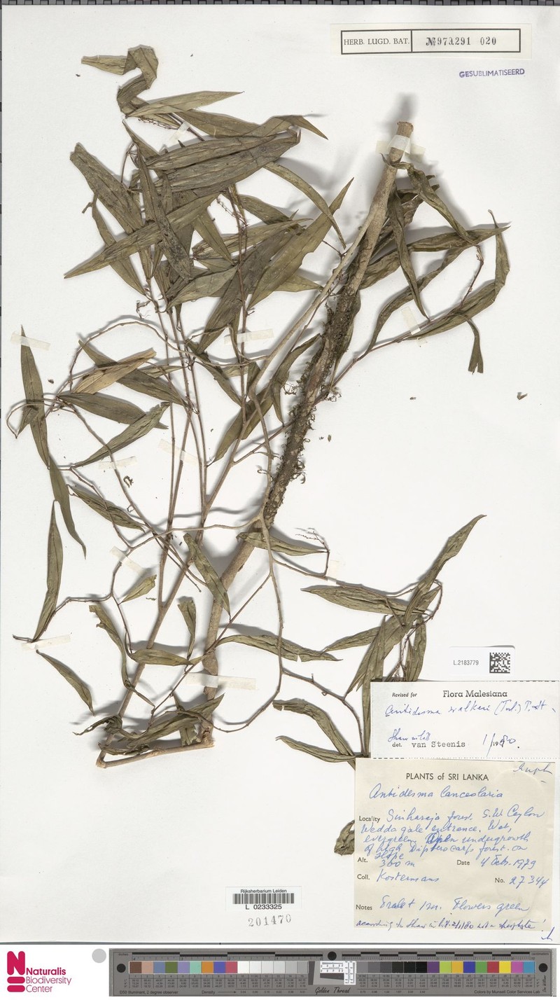 Antidesma comptum photo 3