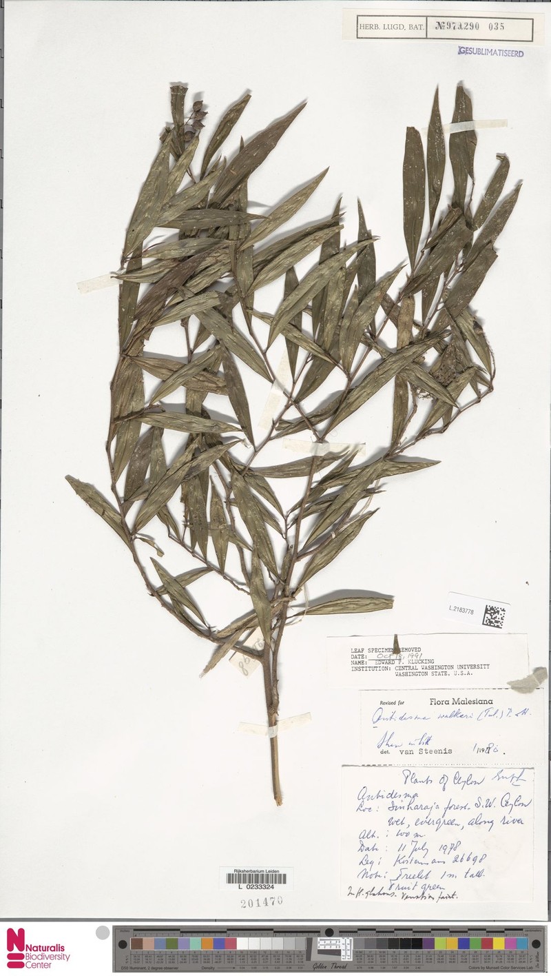 Antidesma comptum photo 4