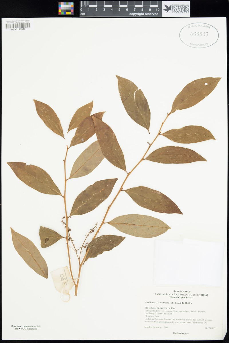 Antidesma comptum photo 2