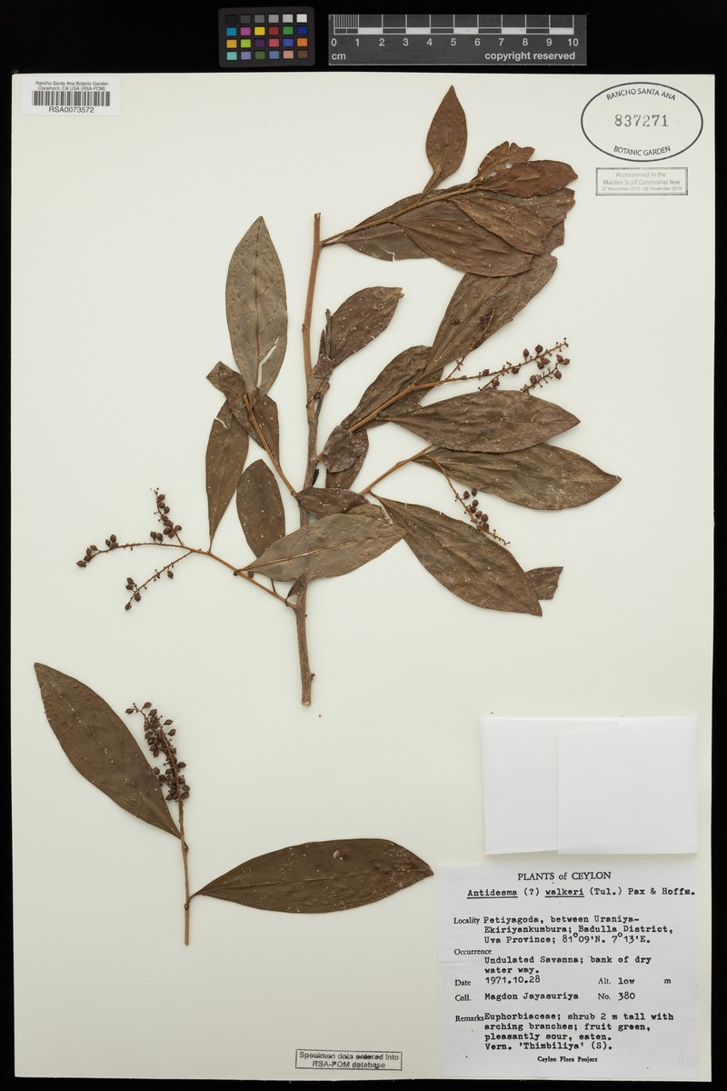 Antidesma comptum photo 3