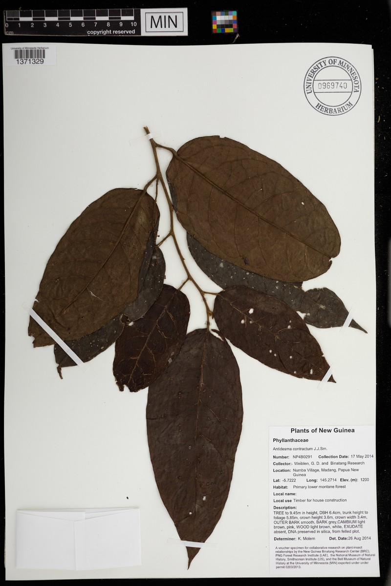 Antidesma contractum