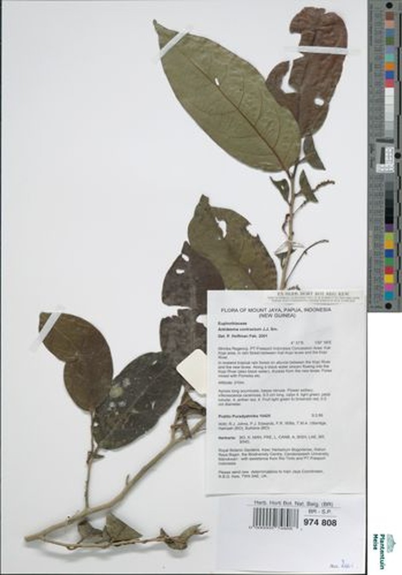 Antidesma contractum photo 3