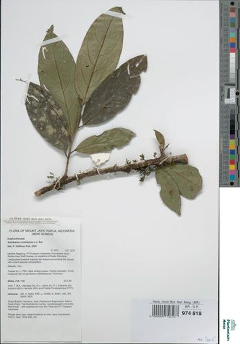 Antidesma contractum photo 4