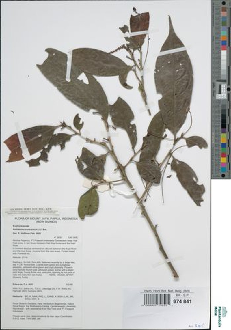 Antidesma contractum photo 5