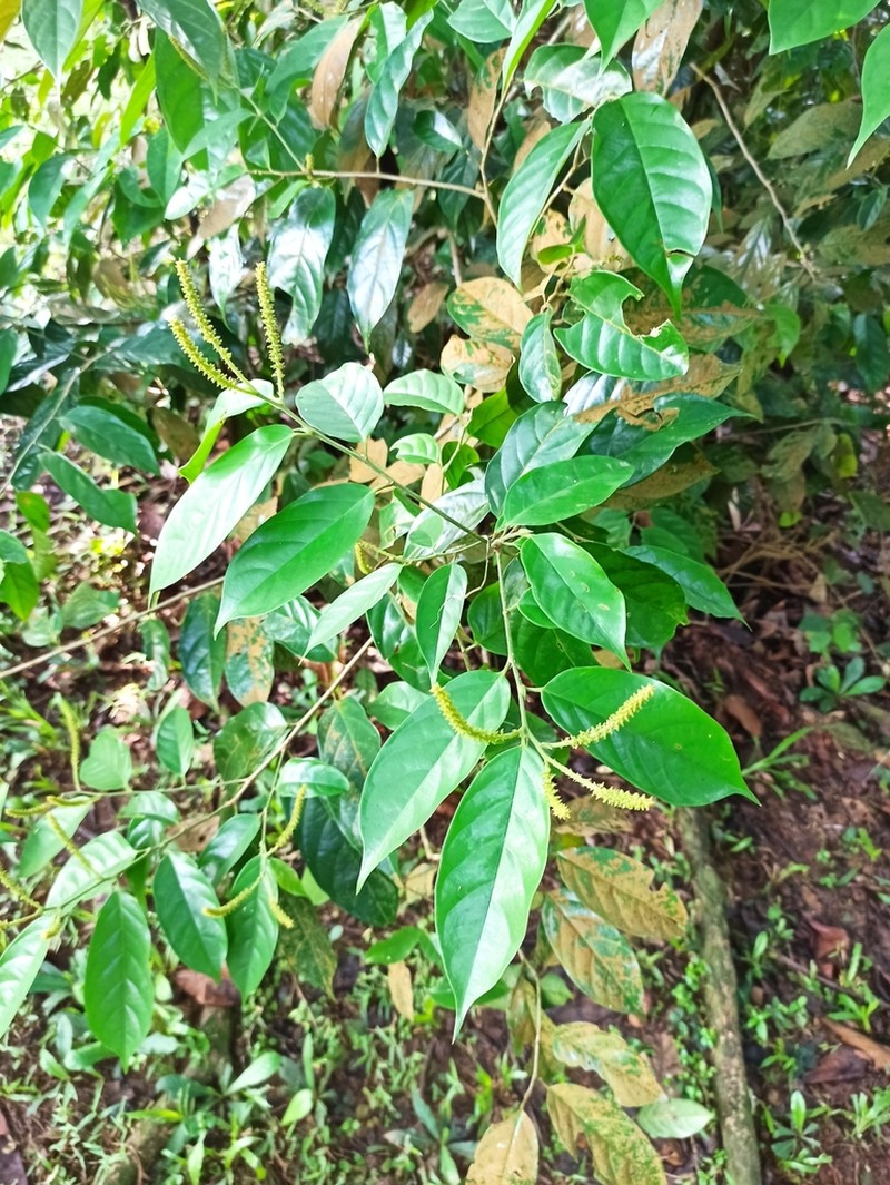 Antidesma coriaceum photo 3