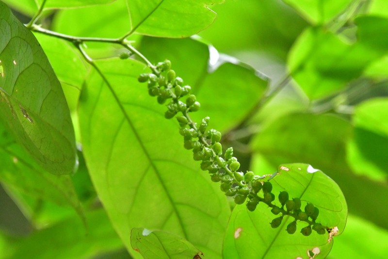 Antidesma coriaceum photo 4