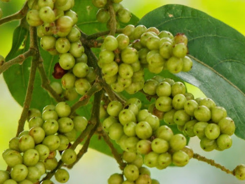 Antidesma coriaceum photo 5