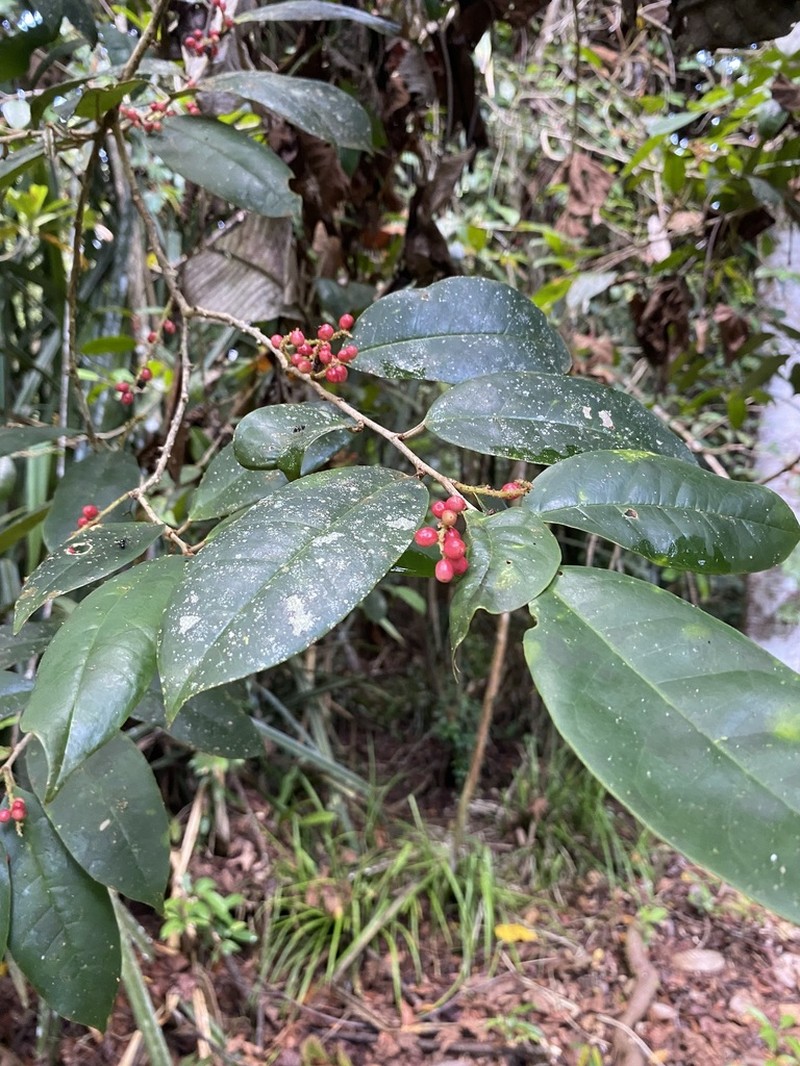 Antidesma coriaceum photo 6