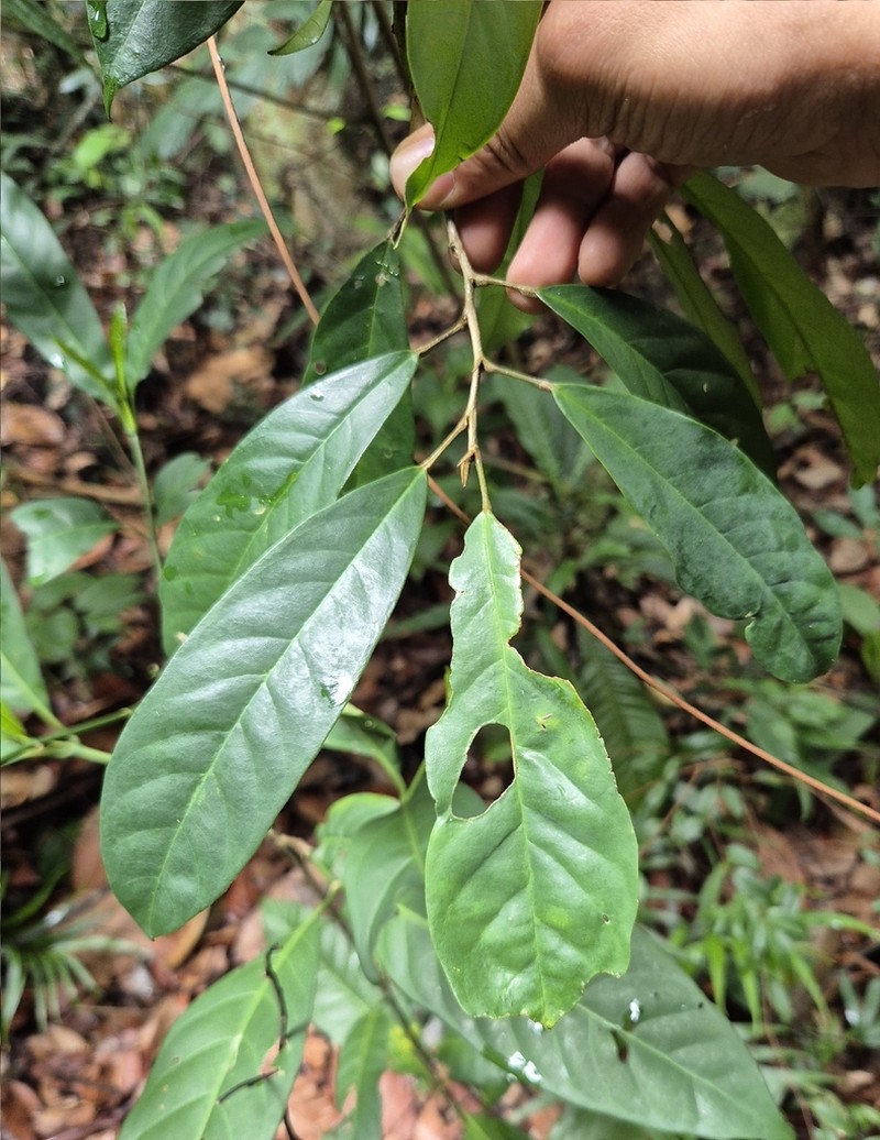 Antidesma coriaceum photo 7