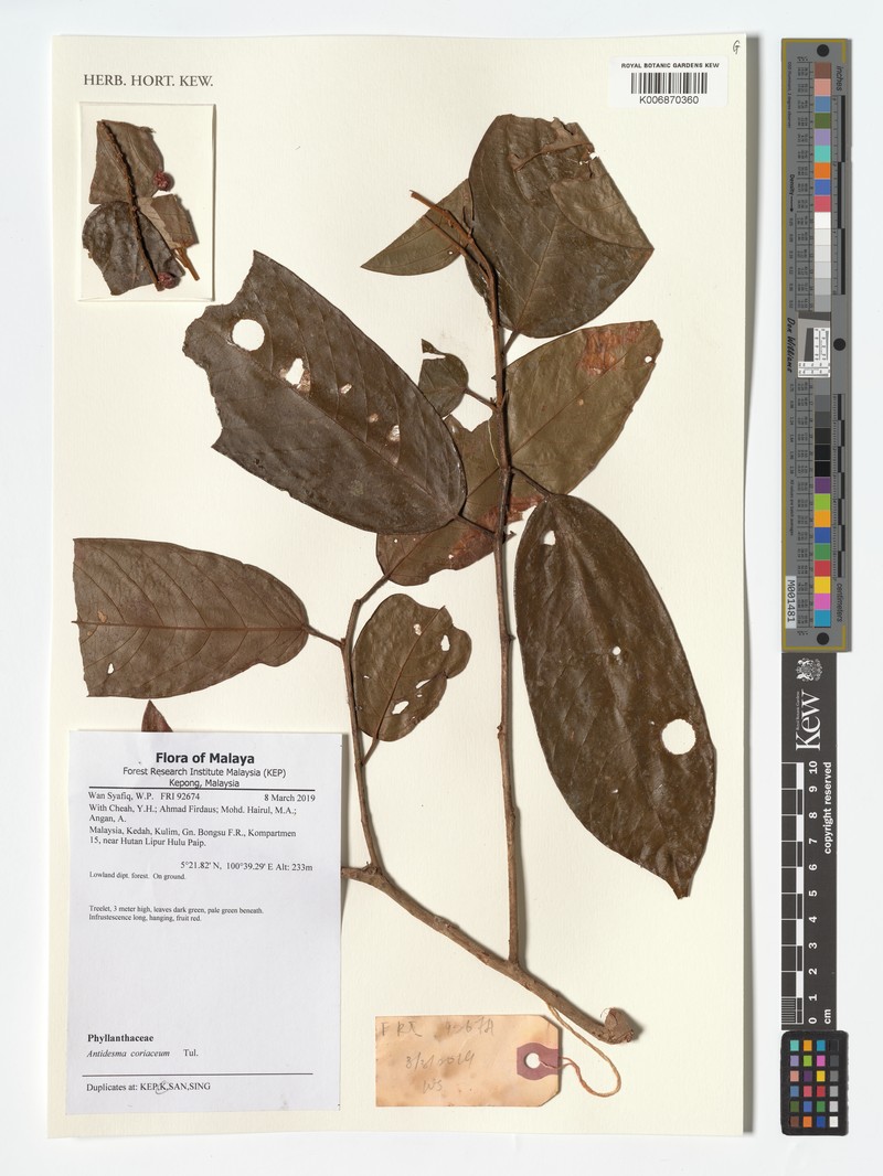 Antidesma coriaceum photo 8