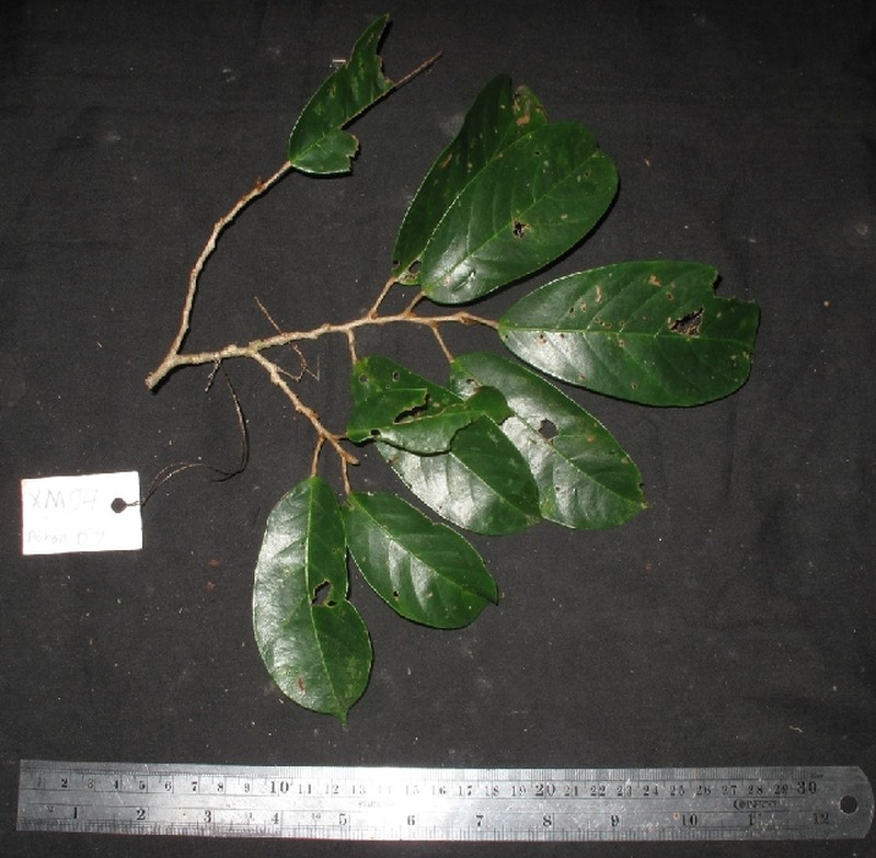 Antidesma coriaceum photo 2