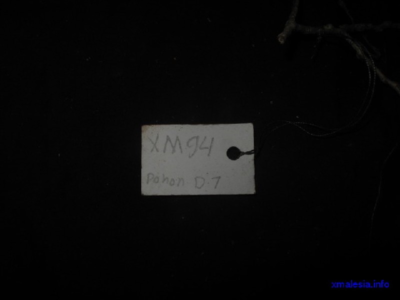 Antidesma coriaceum photo 3