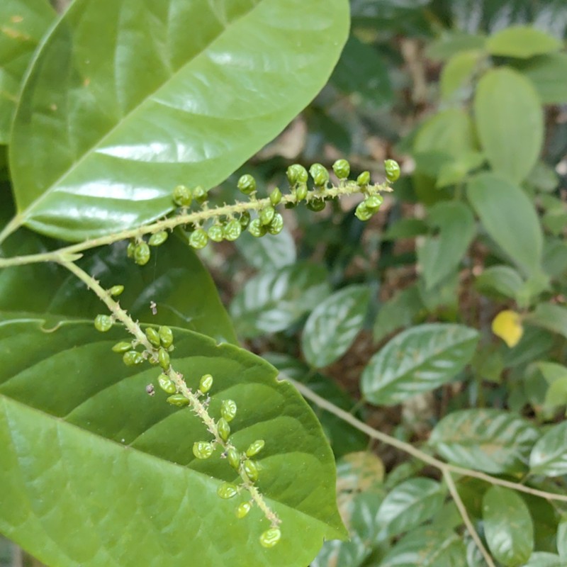 Antidesma coriaceum