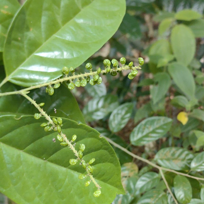 Antidesma coriaceum photo 4