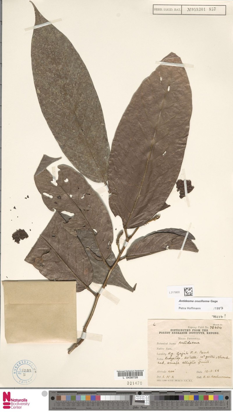Antidesma cruciforme photo 2