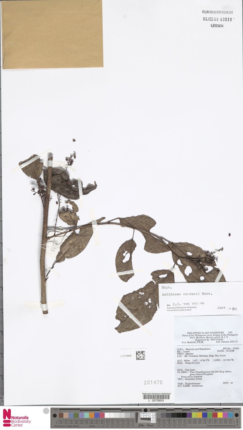 Antidesma curranii photo 3