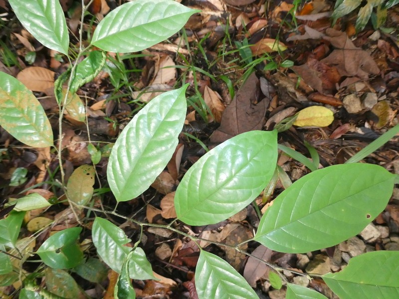 Antidesma cuspidatum photo 2
