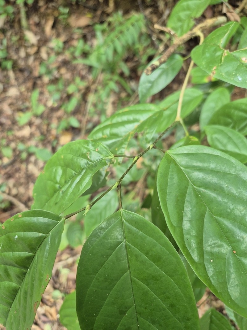 Antidesma cuspidatum photo 3