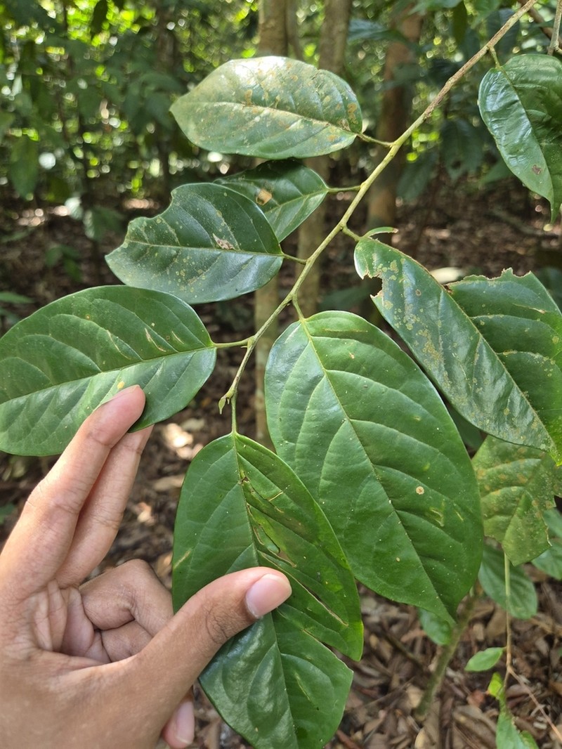 Antidesma cuspidatum photo 4