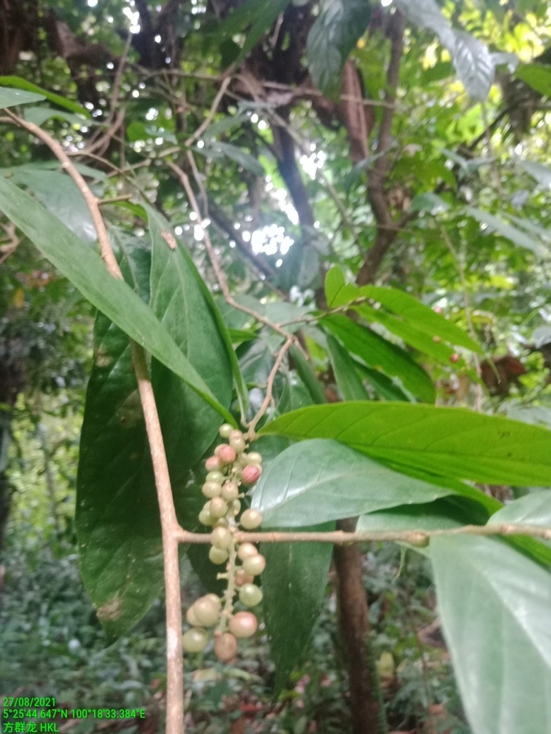 Antidesma cuspidatum photo 5
