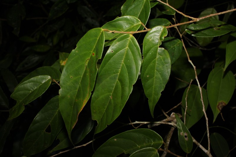 Antidesma cuspidatum photo 6