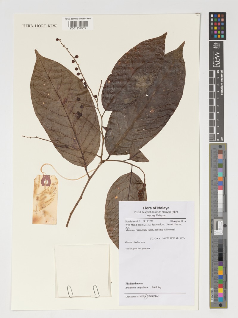 Antidesma cuspidatum photo 7