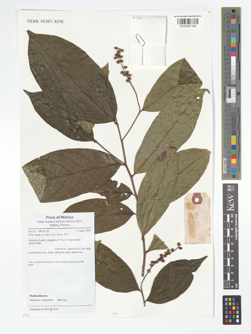 Antidesma cuspidatum photo 8