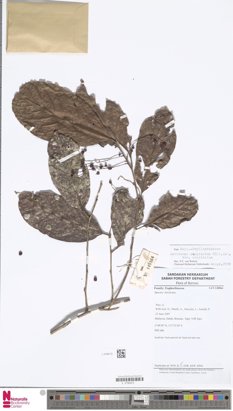Antidesma cuspidatum var. cuspidatum