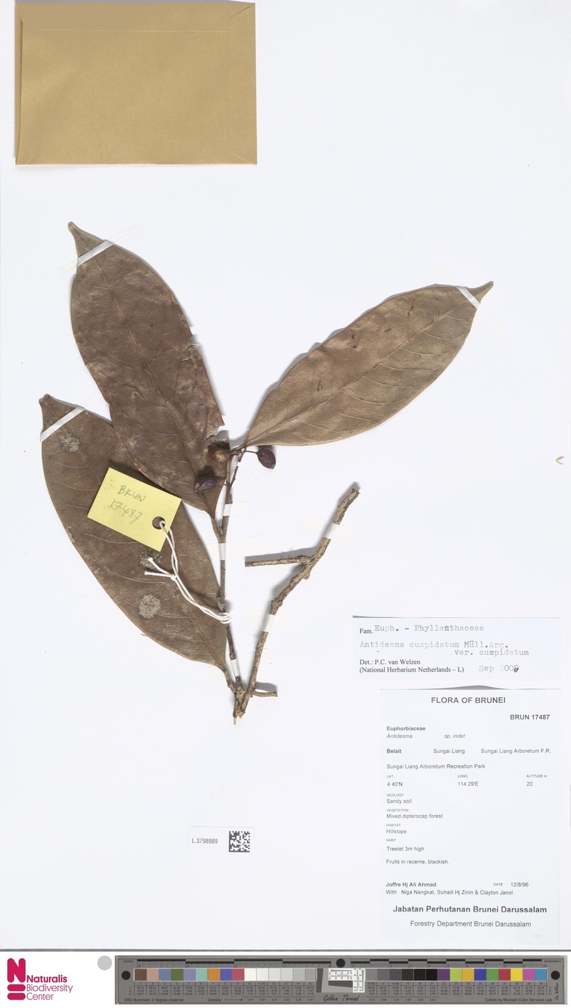 Antidesma cuspidatum var. cuspidatum photo 2
