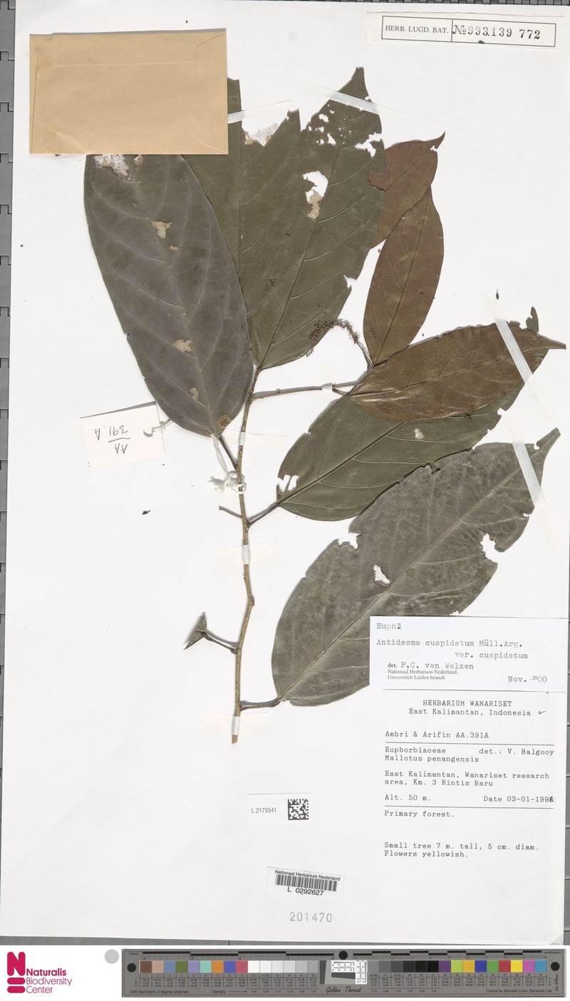 Antidesma cuspidatum var. cuspidatum photo 3