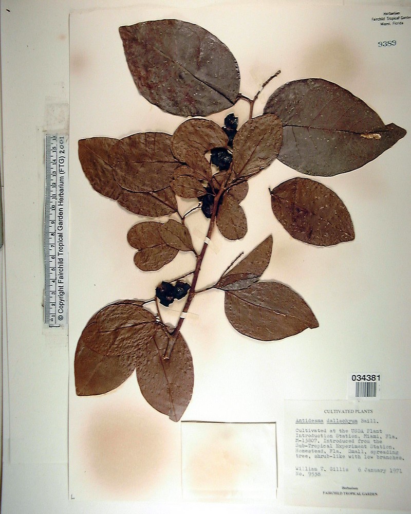 Herbert River Cherry