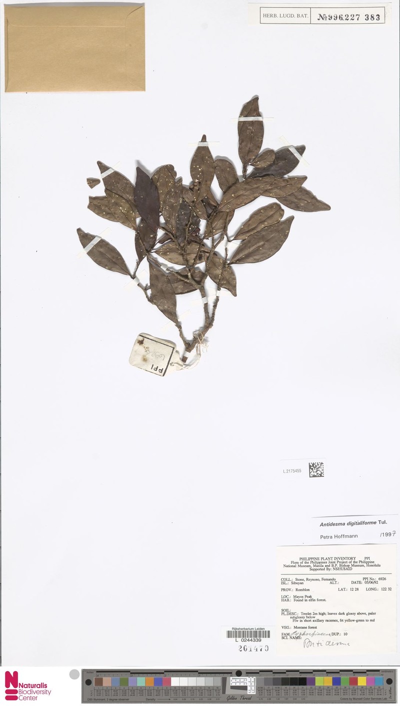 Antidesma digitaliforme photo 3