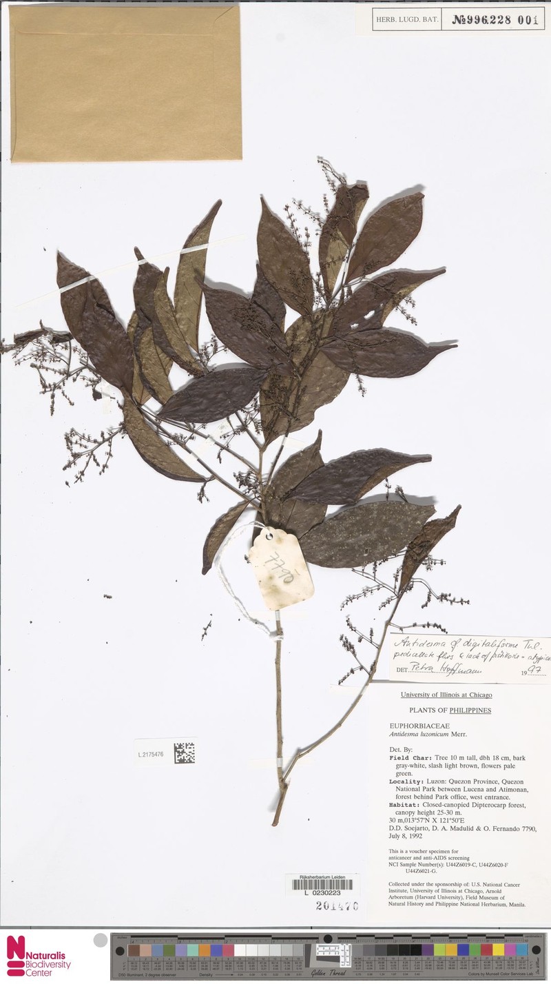 Antidesma digitaliforme photo 4
