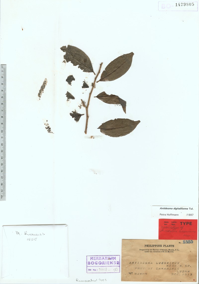 Antidesma digitaliforme photo 3