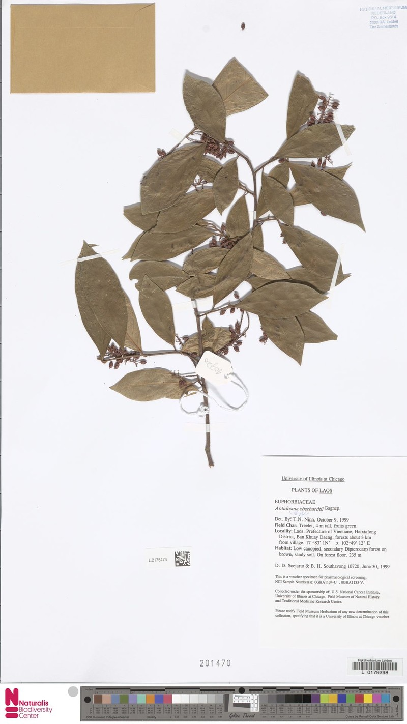 Antidesma eberhardtii