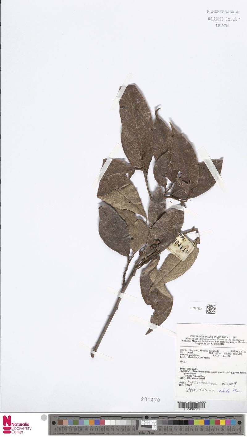 Antidesma edule photo 2