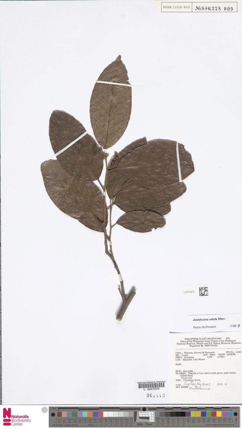 Antidesma edule photo 3
