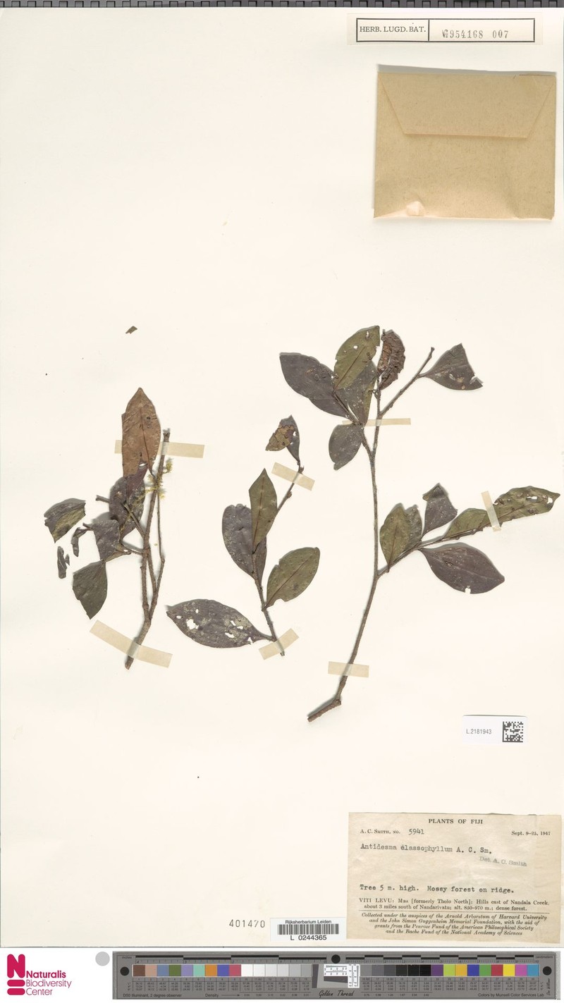 Antidesma elassophyllum