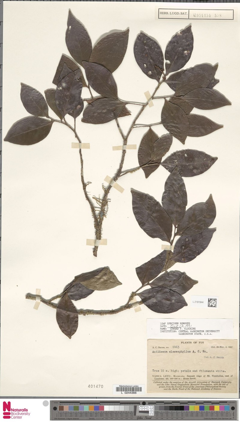 Antidesma elassophyllum photo 2