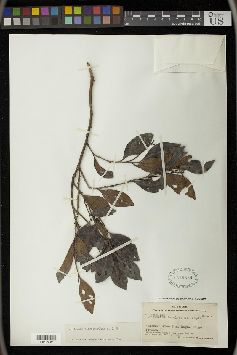 Antidesma elassophyllum photo 3