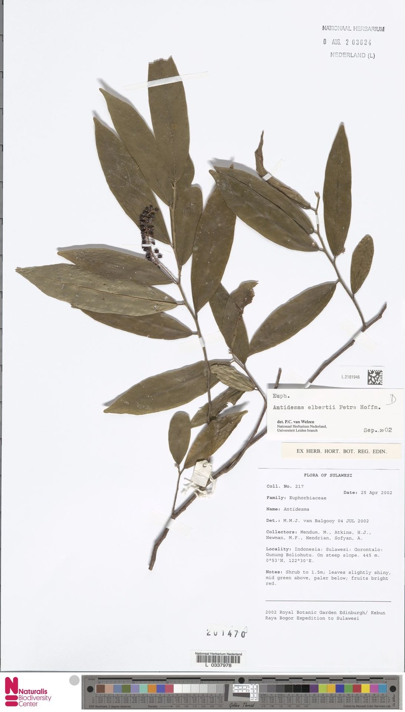 Antidesma elbertii