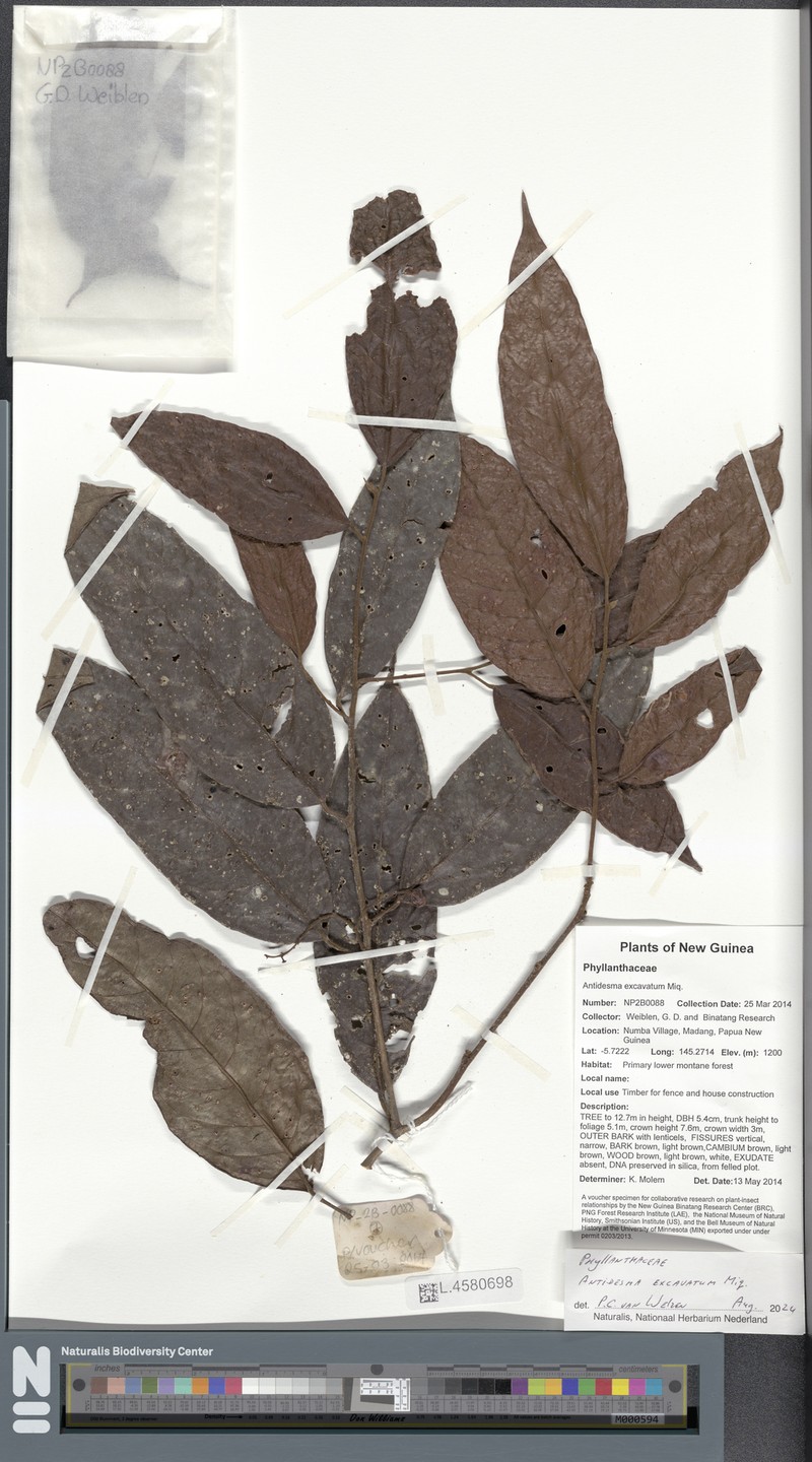 Antidesma excavatum photo 3