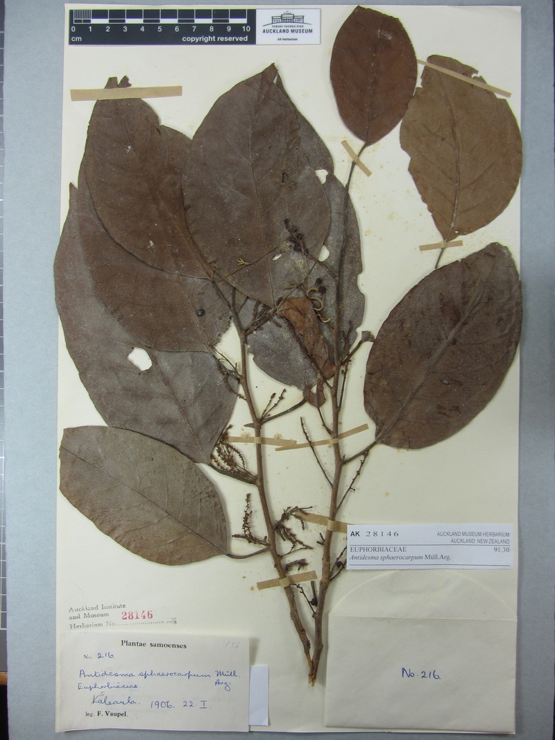 Antidesma excavatum